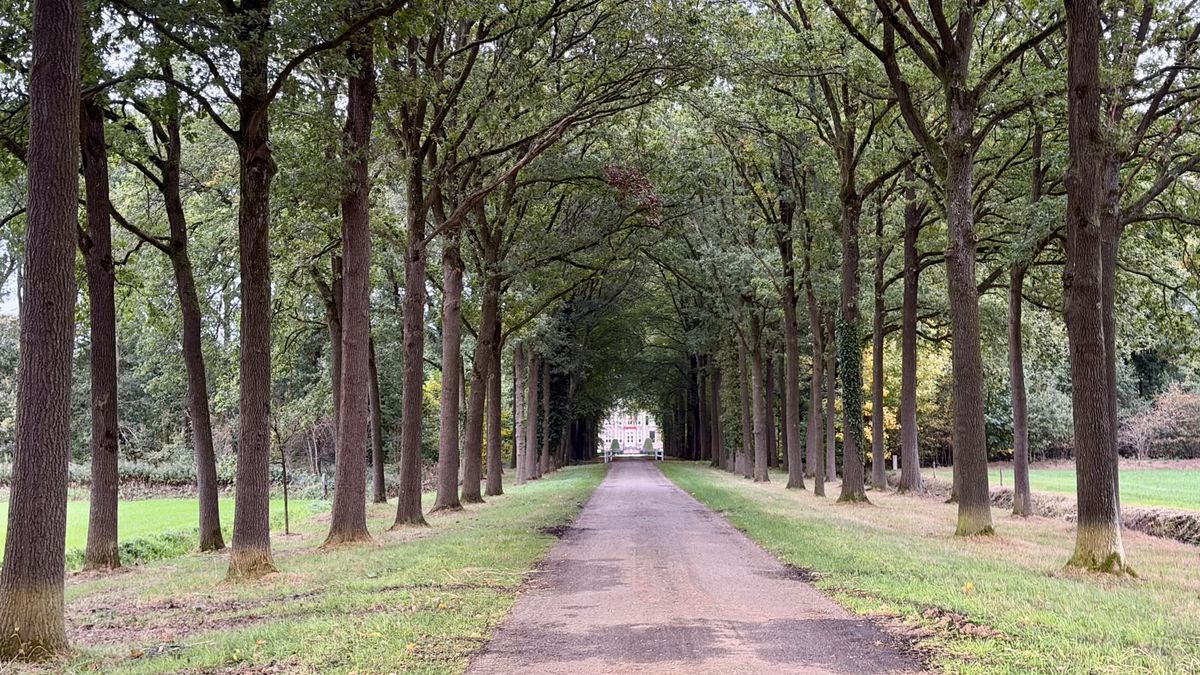 'Deze laan haalt de 100 jaar niet': landgoedeigenaar in Diepenheim ziet bomen bezwijken