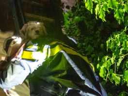 Hond uit huis gered, baasje in ziekenhuis | Aanhoudingen voor oproepen tot onrust op Koningsnacht