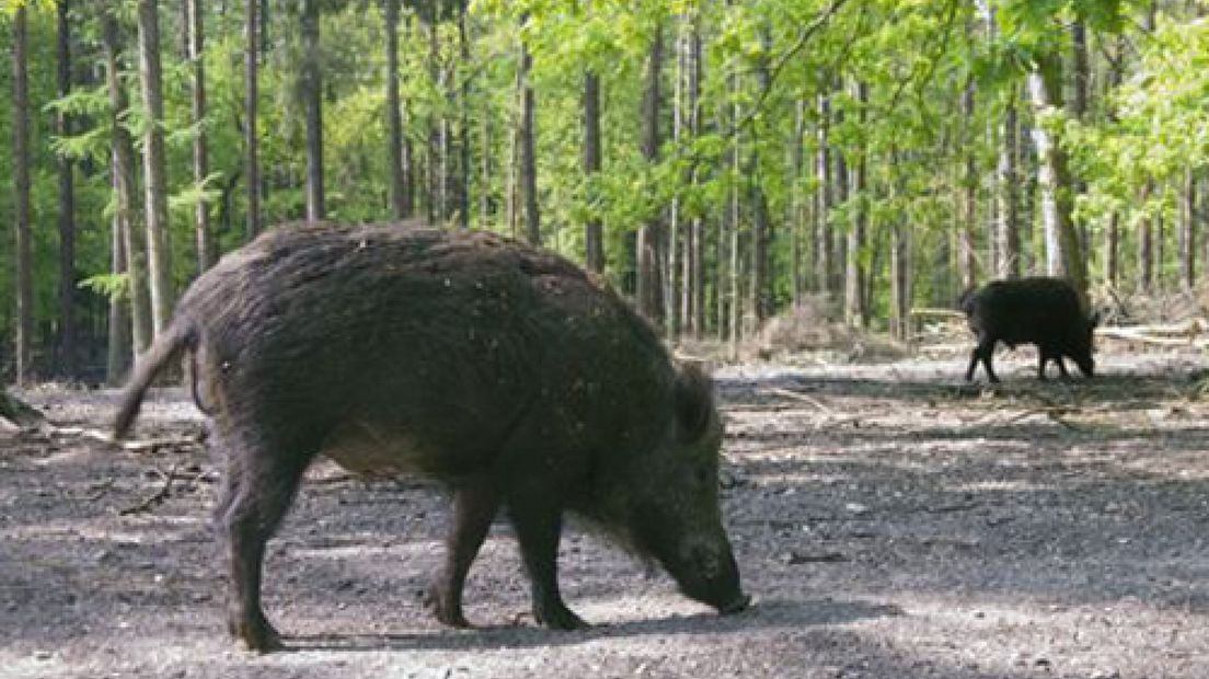 Wild zwijn valt meerdere honden aan op Eder Heide