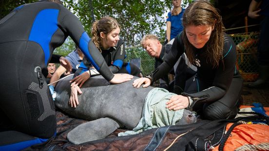 Afscheid van Arnhemse zeekoe