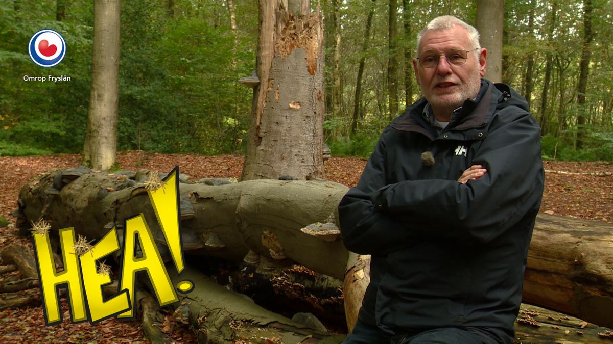 HEA! Op zoek naar paddestoelen