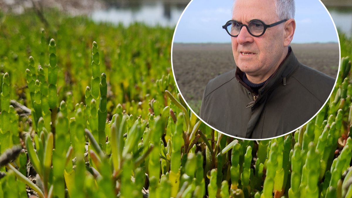 Provinciebestuur gaat inperking zeegroentesnijden opnieuw juridisch toetsen