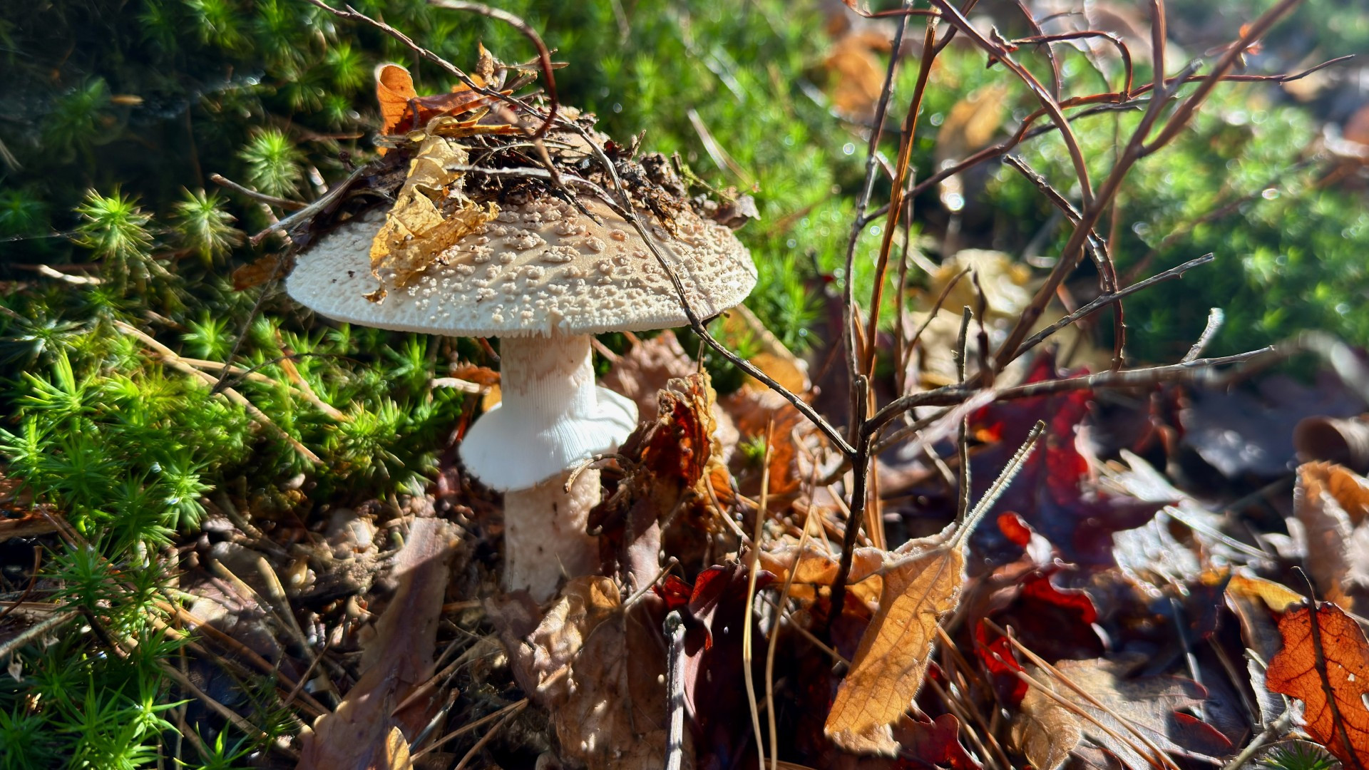 Zonnige taferelen in de herfst