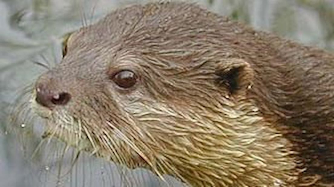 Opnieuw otter doodgereden