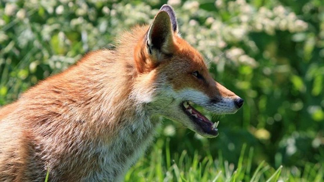 Het aantal vossen in Gelderland neemt toe. Dat blijkt uit het groeiend aantal aanrijdingen met vossen. Ook schieten jachtopzichters meer vossen dood.