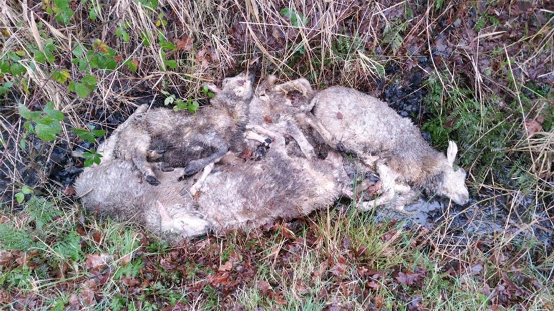 De schapen lagen in een droge sloot (Rechten: Gerrit Eikelboom)