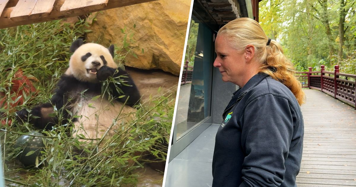 Giant Panda Lang Yue Moves from Netherlands to China