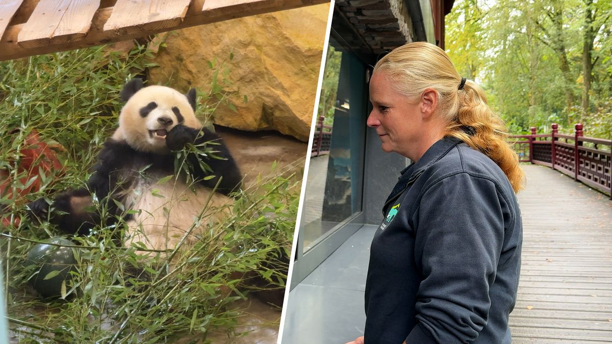 Verzorger Monique moet afscheid nemen van 'haar' reuzenpanda: 'Een beetje gek'