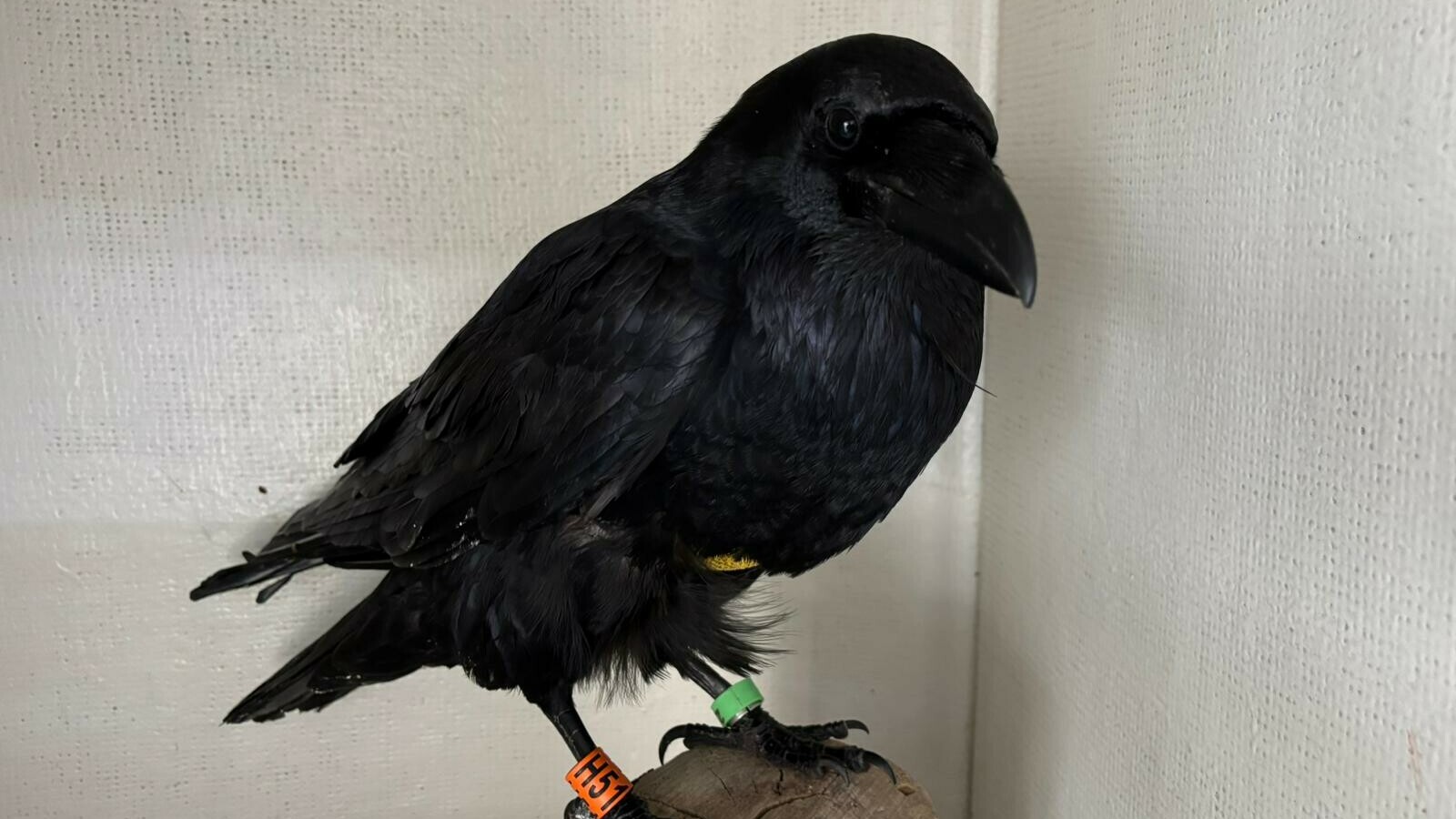 Raaf neergeschoten in Drents natuurgebied: 'Ik vraag me vooral af: waarom?'