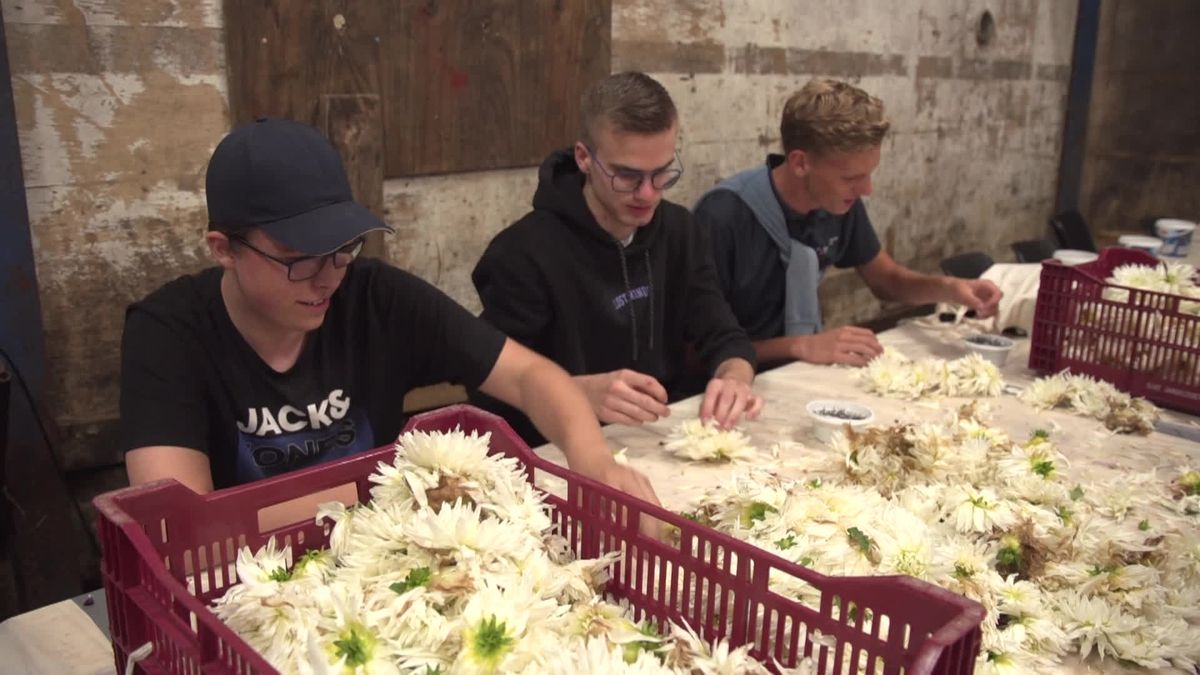 Zo zag het corso Vollenhove eruit, vandaag.