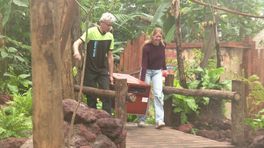 Groene leguaan in Wildlands