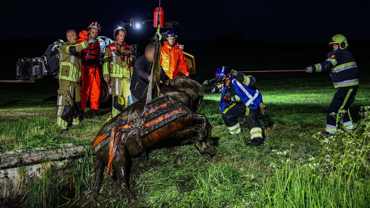 Paard gered uit sloot bij Rotsterhaule