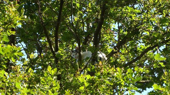 Kat zit al drie dagen vast in boom in Veenhuizen, brandweer doet nieuwe reddingspoging