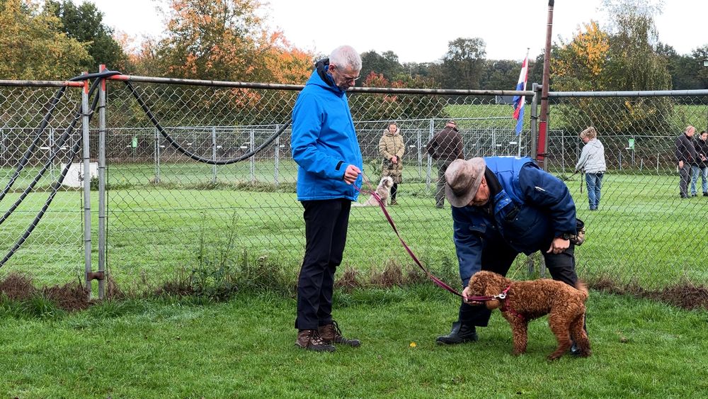 Rooftop garden with flowers in Utrecht