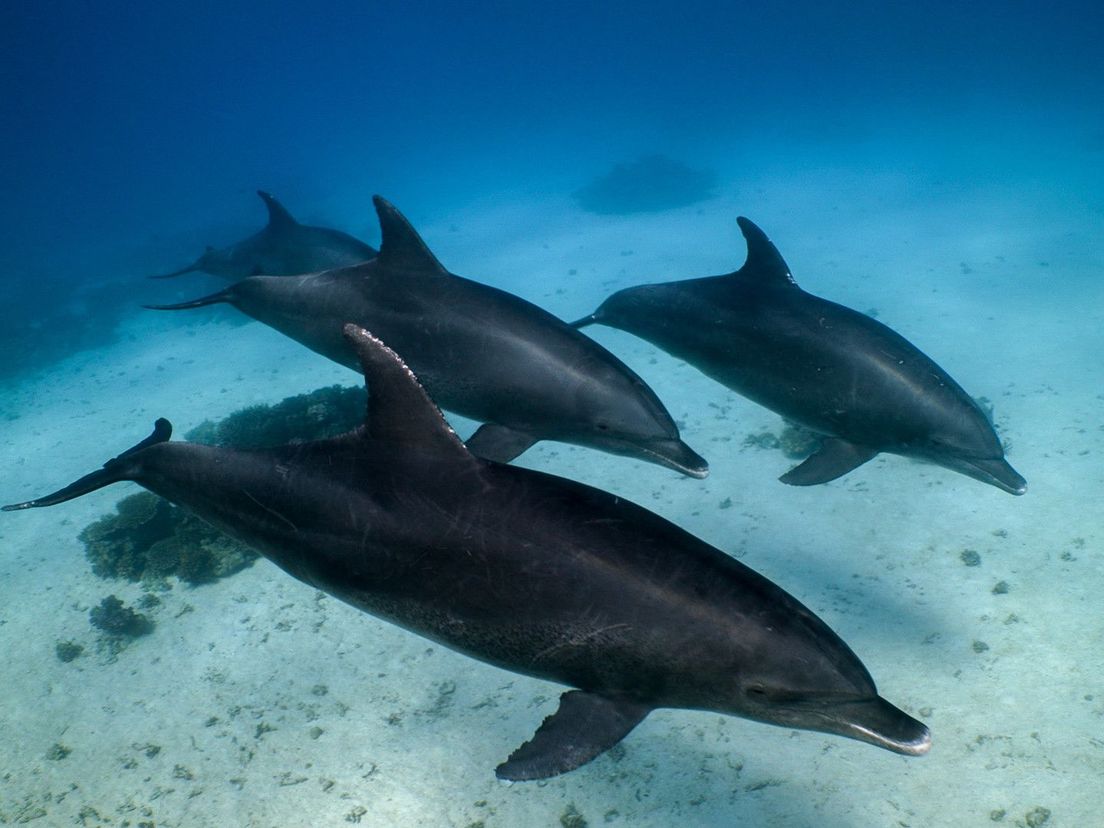 Still uit de film The Corona Comeback of Egypt's Dolphins