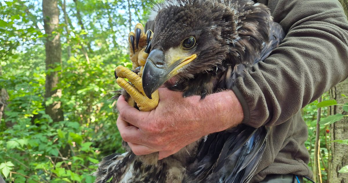 Flying giants in Drenthe: new child sea eagles are doing properly