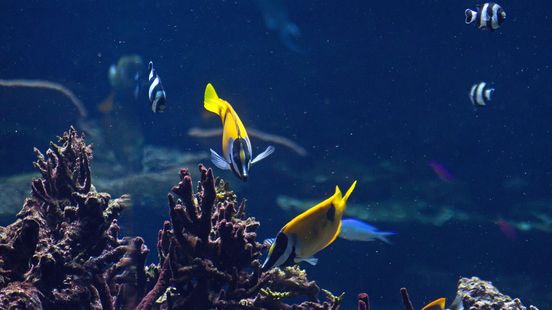 Wie helpt Jaques aan een maanvisvrouwtje ?