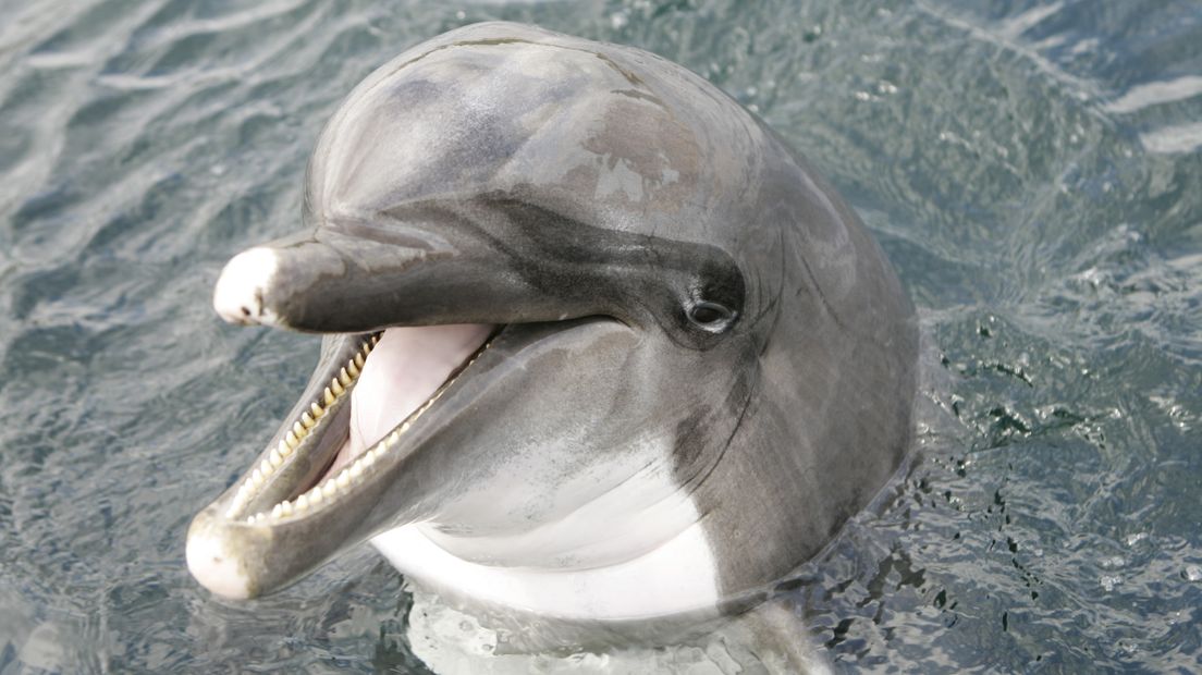 Dolfinarium Harderwijk komt in Spaanse handen