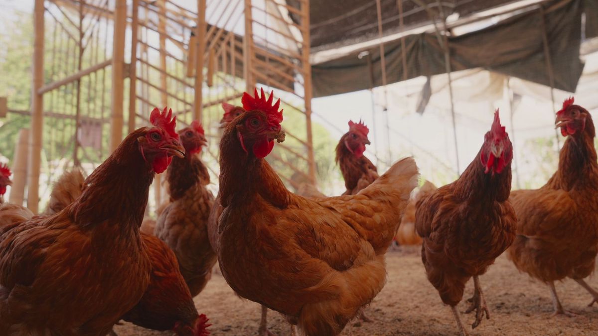 2 miljoen dieren geruimd na vogelgriepbesmettingen, meeste uitbraken in Gelderland
