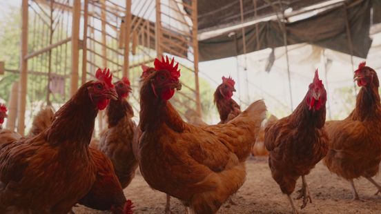 2 miljoen dieren geruimd na vogelgriepbesmettingen, meeste uitbraken in Gelderland
