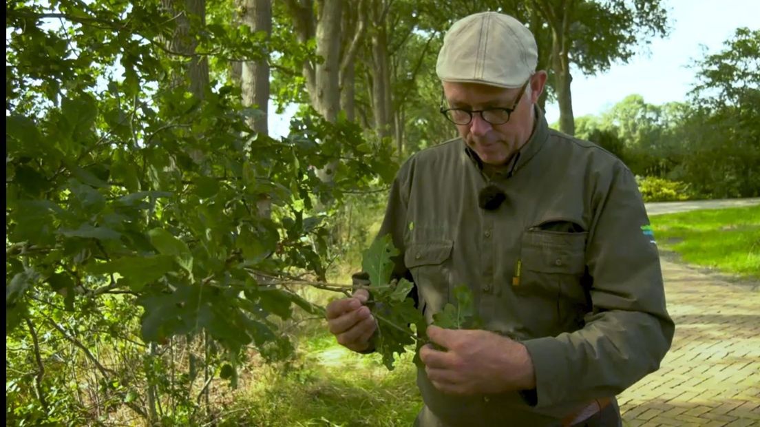 Bomenexpert André Efftink laat zien wat droogte betekent voor bomen