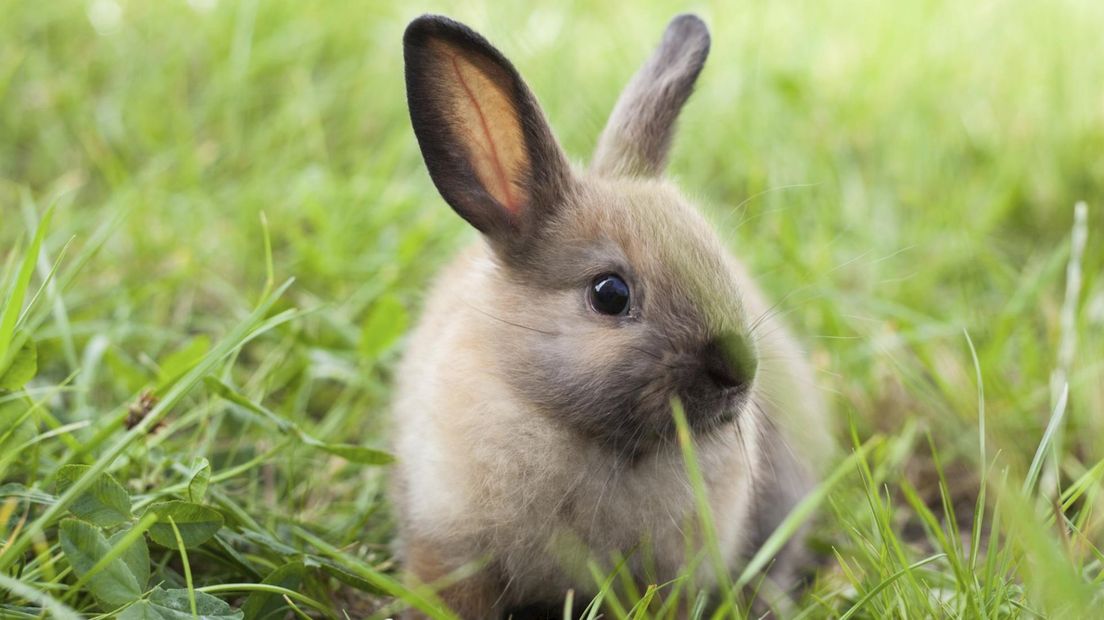 Ook konijnen kunnen worden opgevangen in De Crull