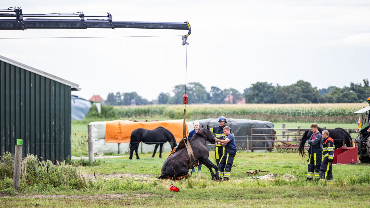 Paard door brandweer uit de sloot getakeld in Joure