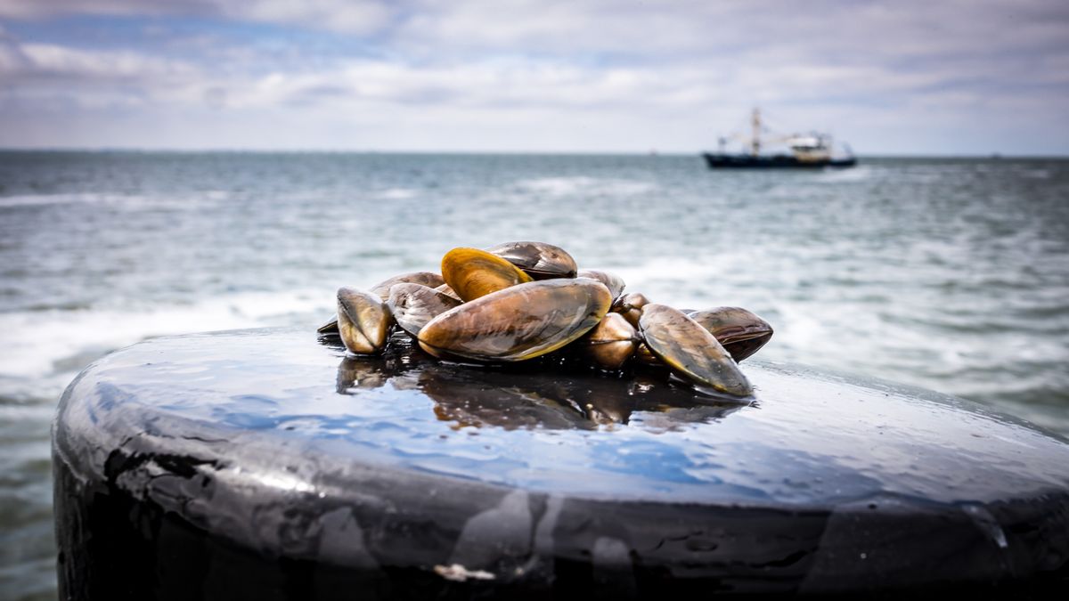 Nieuwe detectiemethode moet norovirus sneller opsporen in Oosterschelde