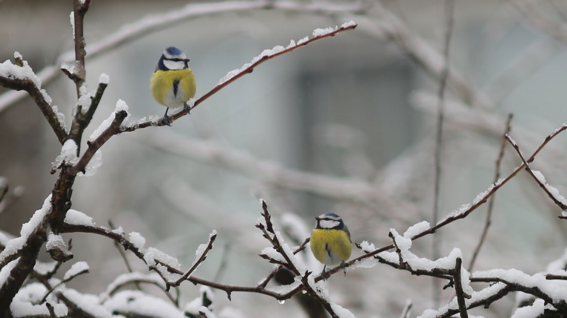 Pimpelmeesjes in de sneeuw