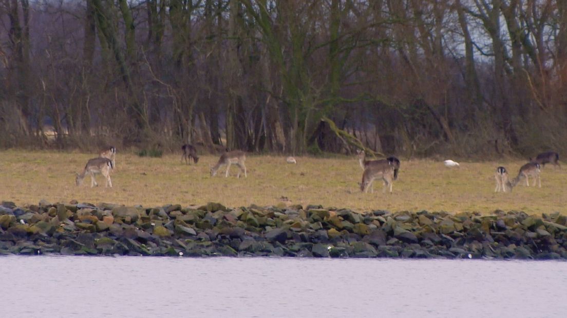 Jacht op damherten toch toegestaan