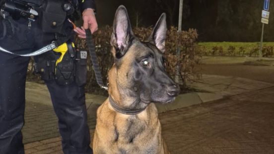 Politie vindt eigenaar gedumpte hond | Vertraging op A12 door ongeluk. Politie vindt eigenaar gedumpte hond | Vertraging op A12 door ongeluk.