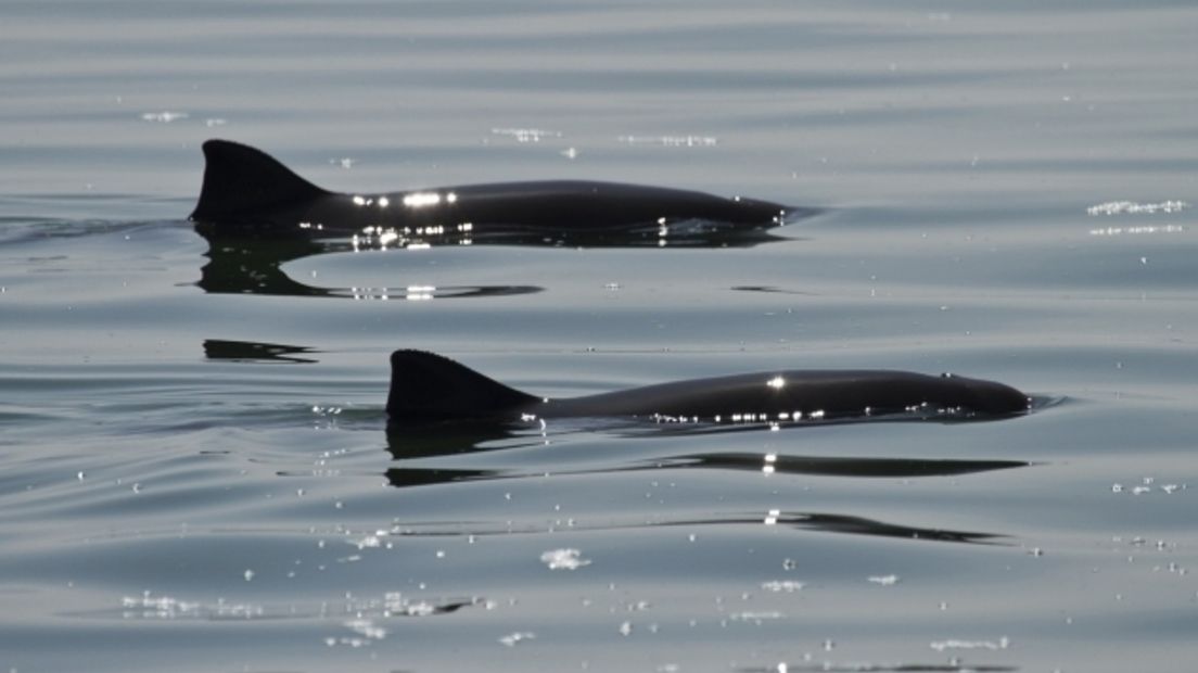 Belgische bruinvis Boudewijn in Zeeland overleden