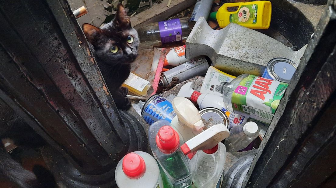 De katten liepen los in de vervuilde woning