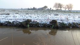 Bever- en muskusratten blijven een plaag