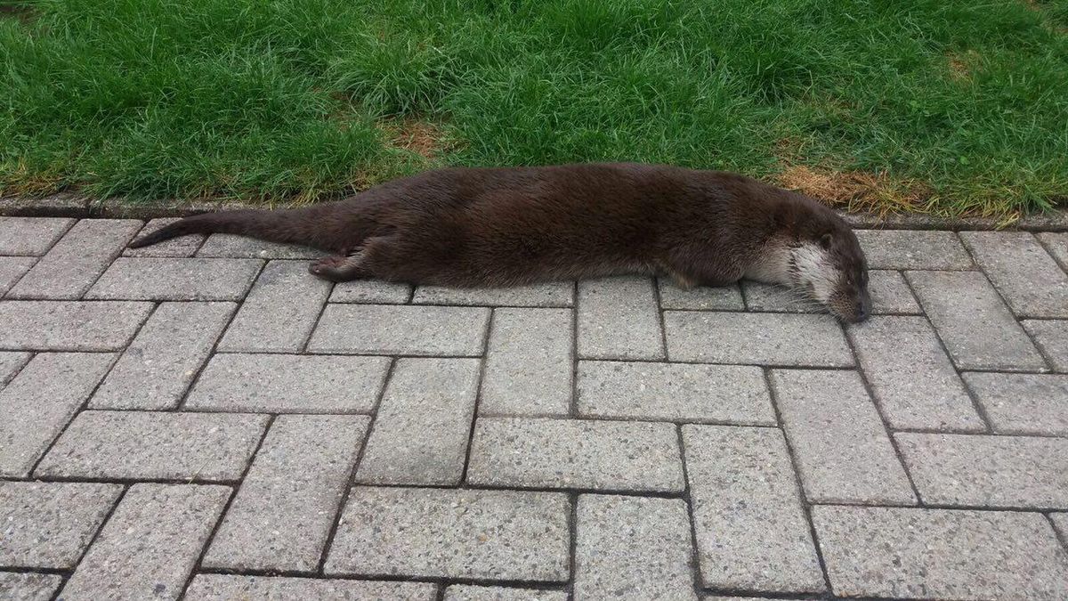 Dode otter gevonden bij Westerbork