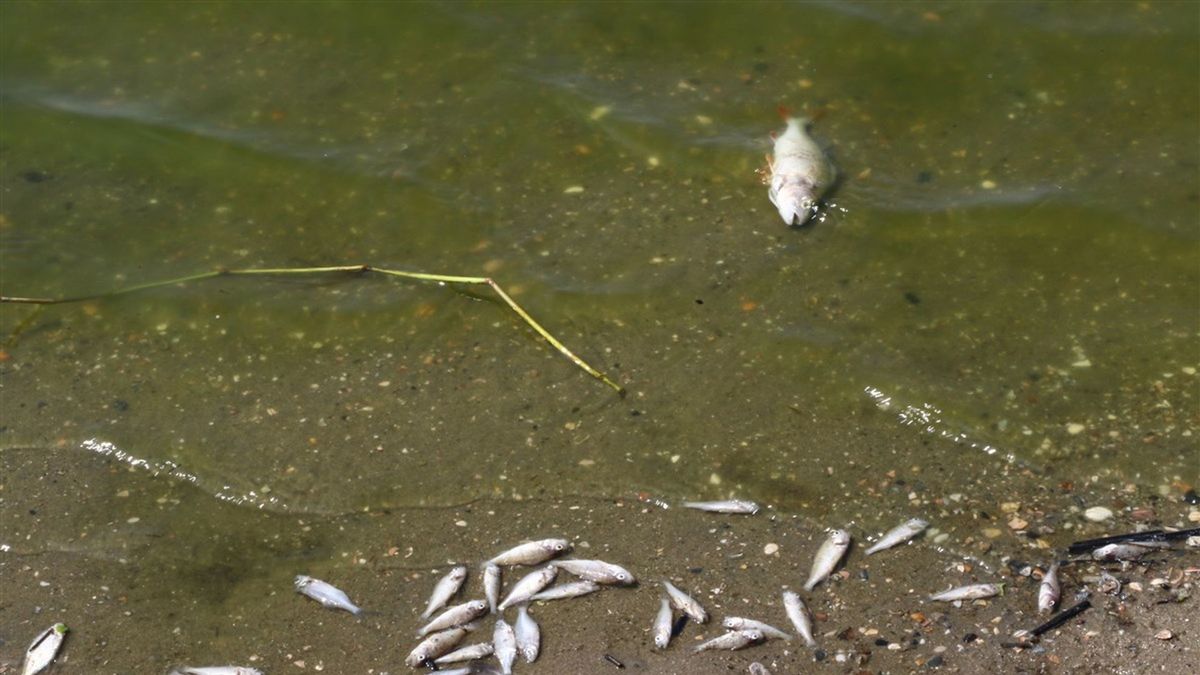 Mogelijk botulisme in water van Deventer vijver