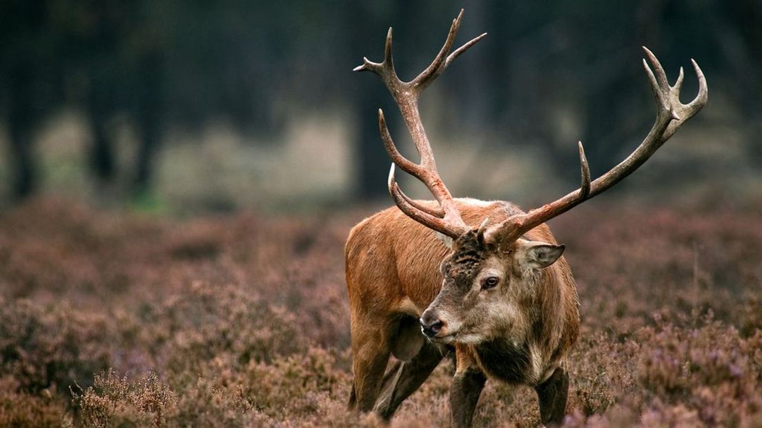 Er moeten duizenden dieren op de Veluwe worden afgeschoten.