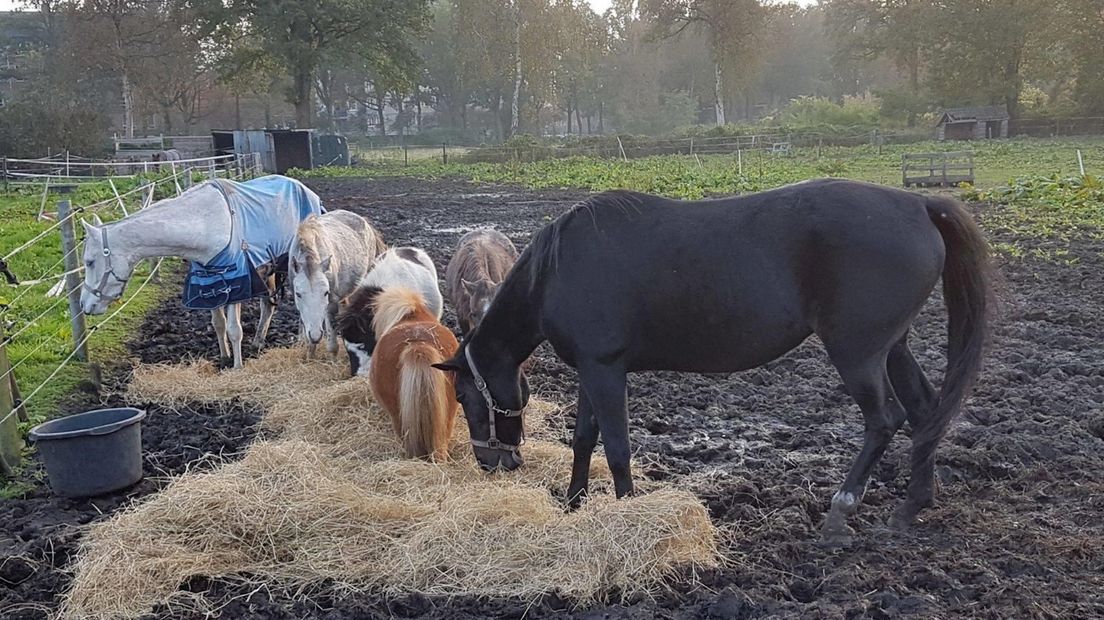 De in beslag genomen paarden en pony's