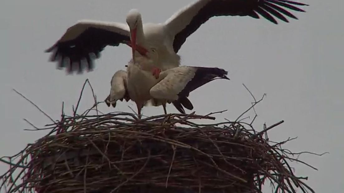 We zijn te gast bij een ooievaarsechtpaar in Wamel. Ze hebben een nest, vlak langs de Waal.