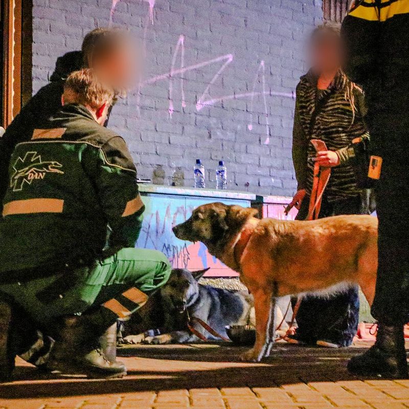 Twee honden gered bij brand in centrum van Nijmegen