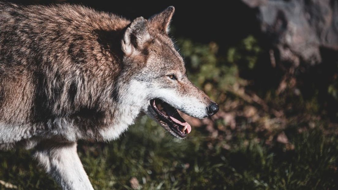 Schapenhouders in onze provincie zijn bezorgd na een bijtincident met een wolf op klaarlichte dag.