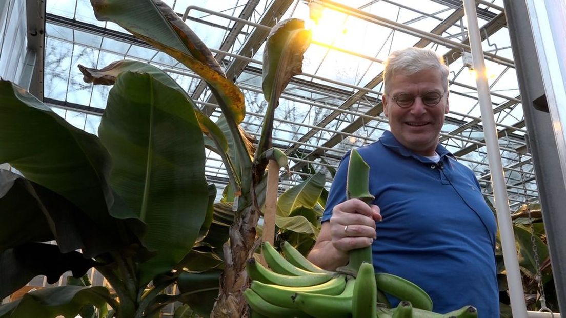 Bijzonder hoogleraar Gert Kema van de WUR oogst de eerste nederbananen in de kas in Ede