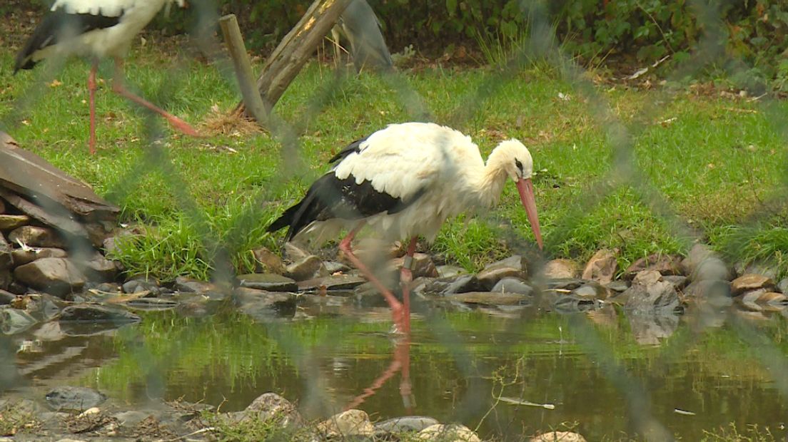 Ooievaar op De Lokkerij in De Schiphorst (Rechten: RTV Drenthe/Jeroen Willems)