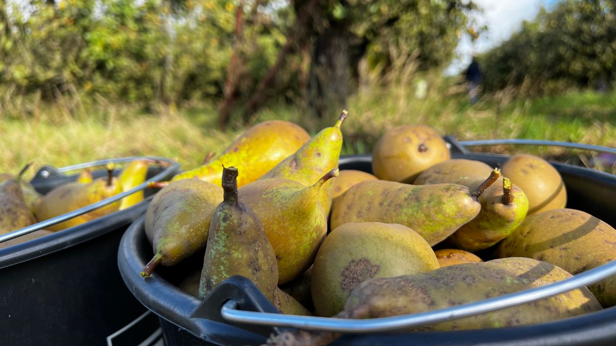 Perenverkoop van Burgh wordt immaterieel erfgoed: 'We moeten trotser zijn op onze Zeeuwse erfgoed'