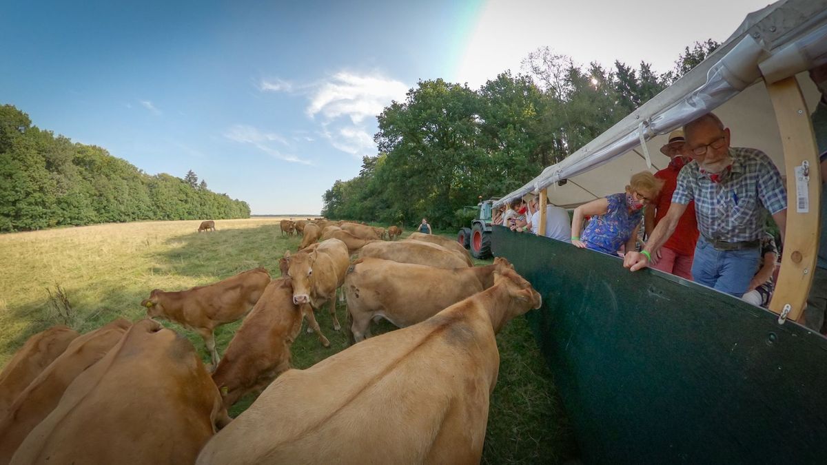 Geen olifanten, wel koeien tijdens Drentse safari