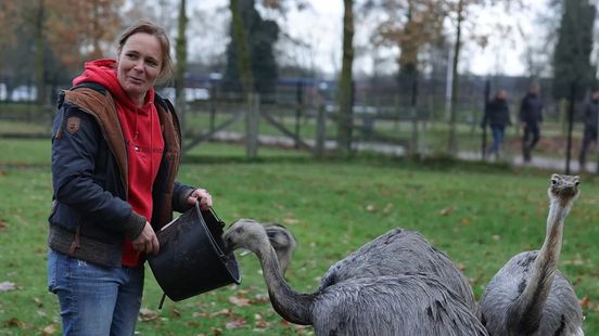 Tineke uit Goor dacht een hond te zien, maar stond oog in oog met een wolf Home
