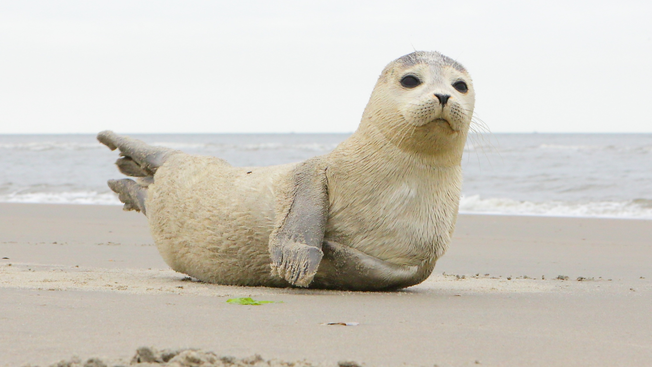 Minder seehûnen, mar mear pups op it Waad: WEC docht ûndersyk