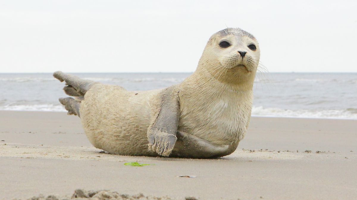 Oproep aan strandgangers: kom niet te dicht bij zeehonden