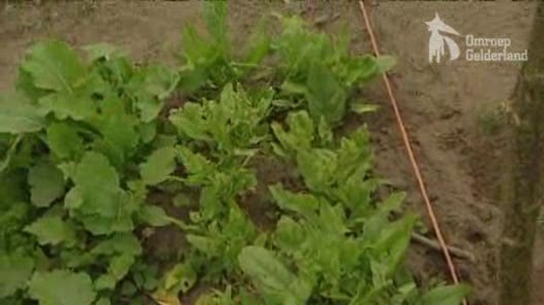 Kinderen werken op de boerderij