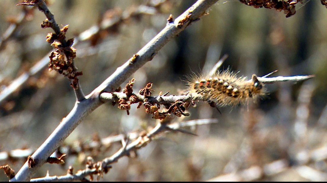 Bastaardsatijnrups in de duinen van Nieuwvliet